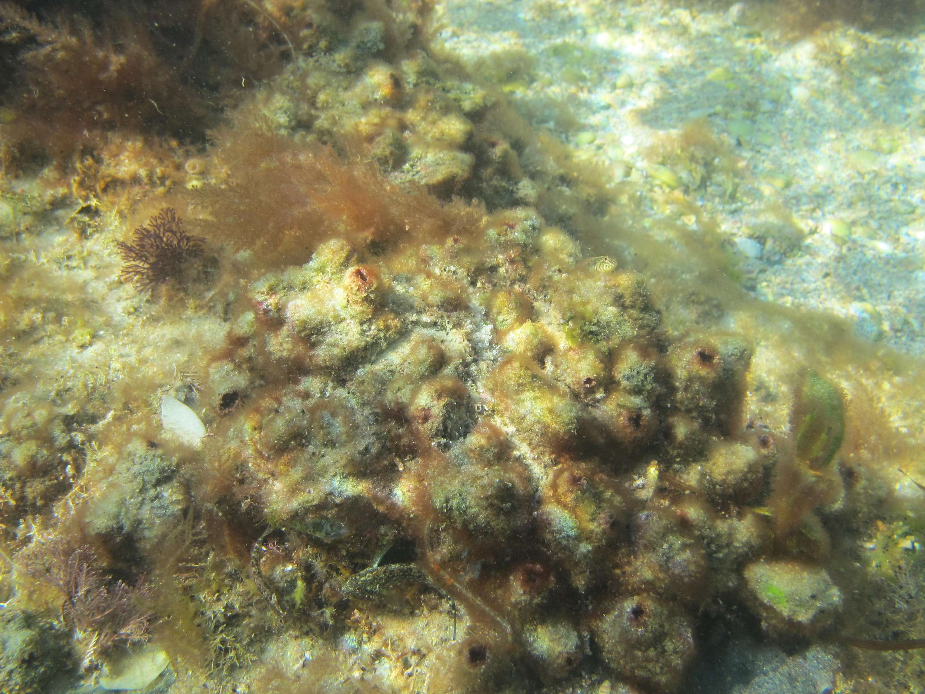 IMG_6613 – Rangiputa, far, north, far north, Pyura, doppelgangera, Pyura, stolonifera, praeputialis, crispin, New, zealand, new zealand, marine, pest